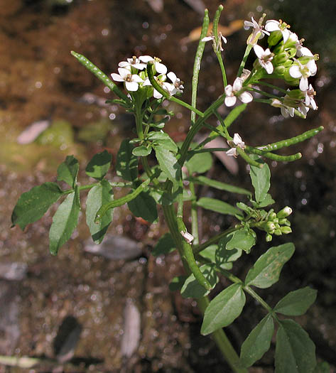 Detailed Picture 2 of Nasturtium officinale