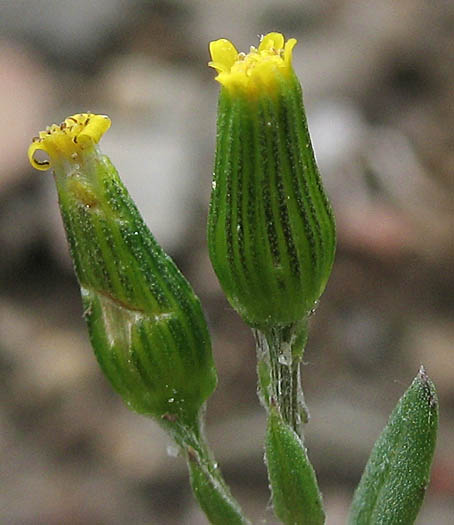 Detailed Picture 2 of Senecio aphanactis