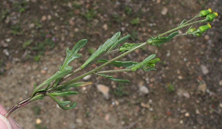 Detailed Picture 4 of Senecio aphanactis