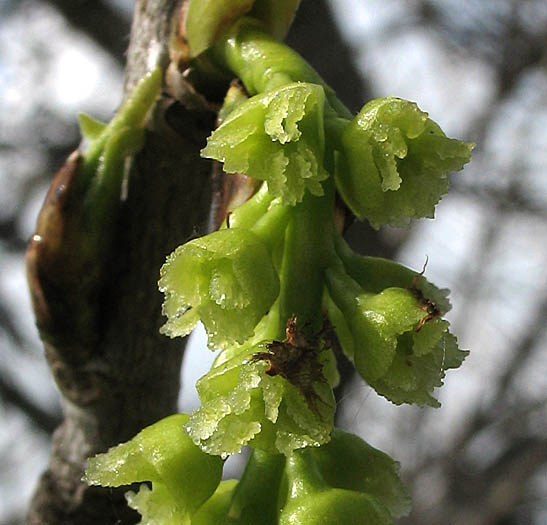 Detailed Picture 2 of Populus fremontii ssp. fremontii