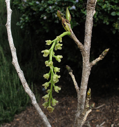 Detailed Picture 1 of Populus fremontii ssp. fremontii