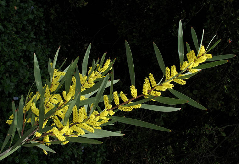ACACIA LONGIFOLIA 20 semi seeds mimosa dalle foglie lunghe Long-leaved wattle 
