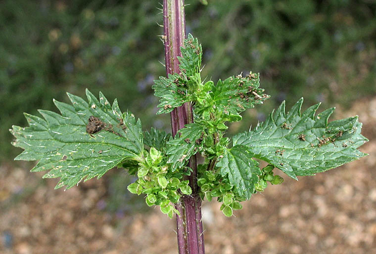 Detailed Picture 3 of Urtica urens