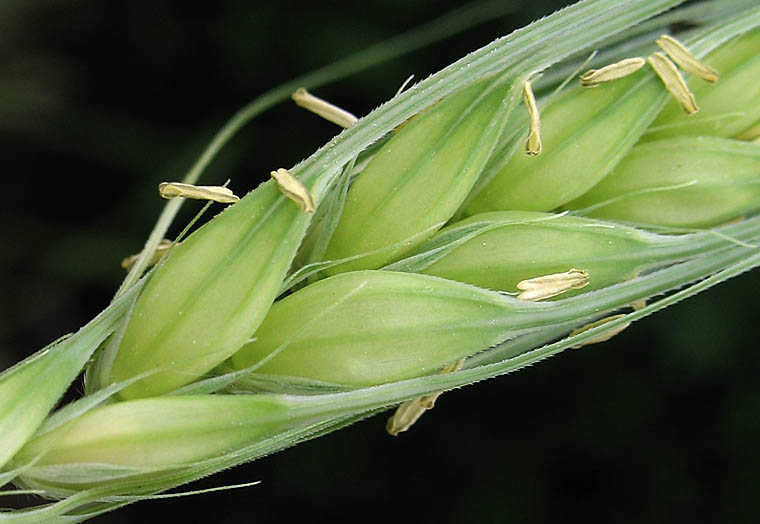 Detailed Picture 2 of Hordeum vulgare