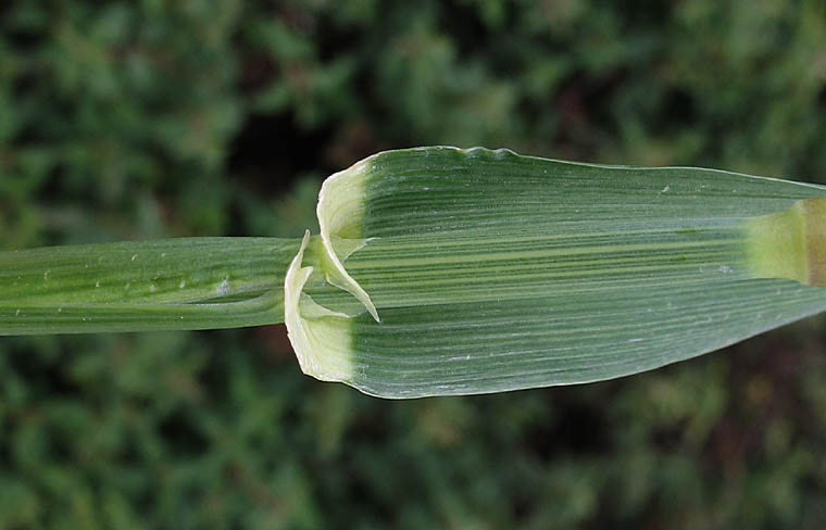 Detailed Picture 8 of Hordeum vulgare