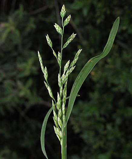 Detailed Picture 1 of Poa annua