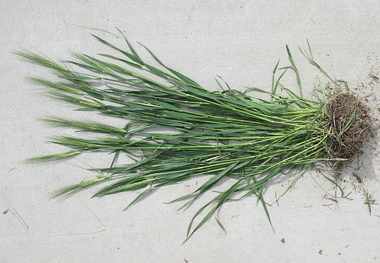 Detailed Picture 6 of Hordeum vulgare