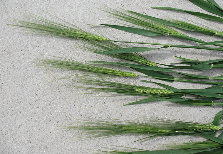 Detailed Picture 5 of Hordeum vulgare