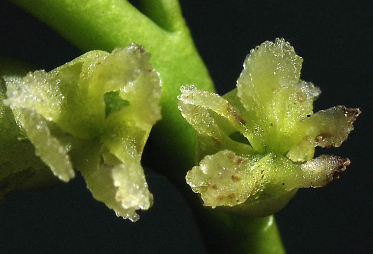 Detailed Picture 3 of Populus fremontii ssp. fremontii