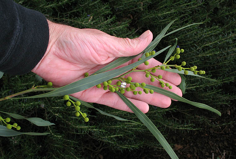 Detailed Picture 5 of Acacia saligna