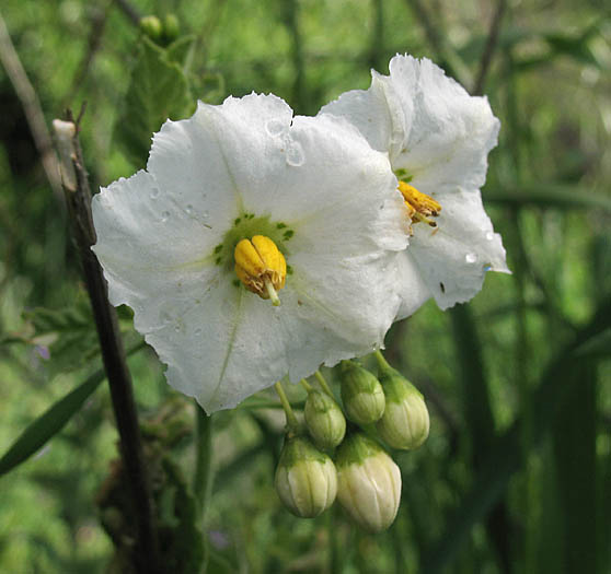 Detailed Picture 4 of Solanum xanti