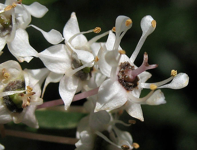 Detailed Picture 1 of Ceanothus cuneatus var. cuneatus