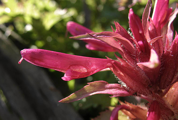 Detailed Picture 1 of Pedicularis densiflora