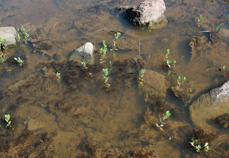 Detailed Picture 7 of Veronica peregrina ssp. xalapensis