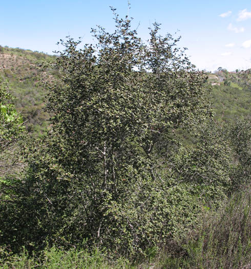 Detailed Picture 6 of Cercocarpus betuloides var. betuloides