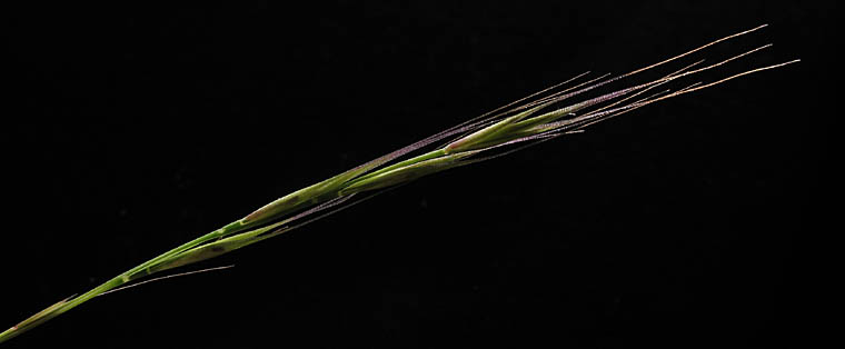 Detailed Picture 1 of Festuca myuros