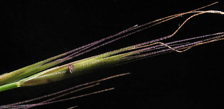 Detailed Picture 3 of Festuca myuros