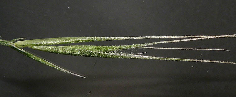 Detailed Picture 4 of Festuca myuros