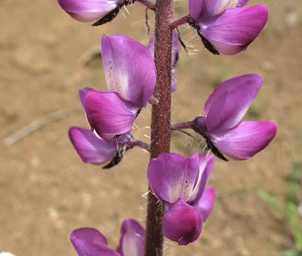 Detailed Picture 2 of Lupinus hirsutissimus