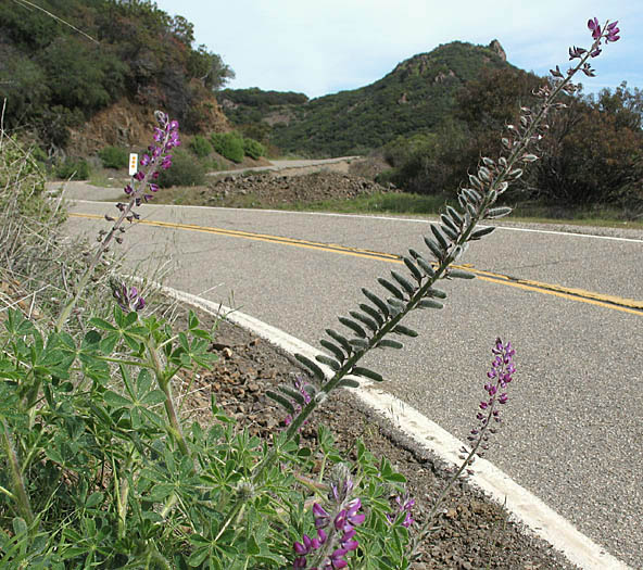 Detailed Picture 5 of Lupinus hirsutissimus