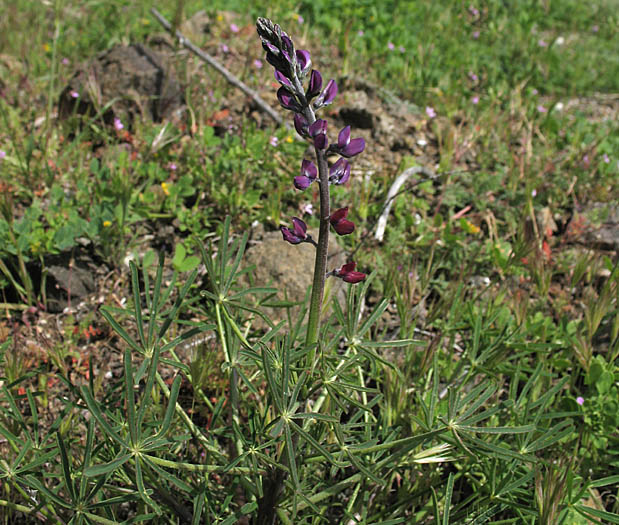 Detailed Picture 2 of Lupinus truncatus