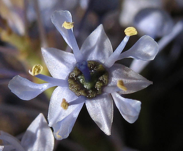 Detailed Picture 1 of Ceanothus oliganthus var. oliganthus