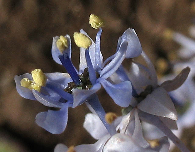 Detailed Picture 2 of Ceanothus oliganthus var. oliganthus