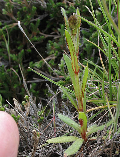 Detailed Picture 3 of Plagiobothrys nothofulvus