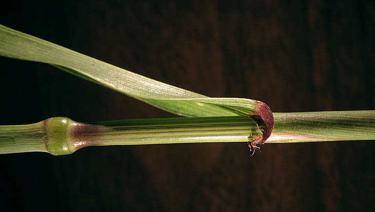 Detailed Picture 6 of Triticum aestivum