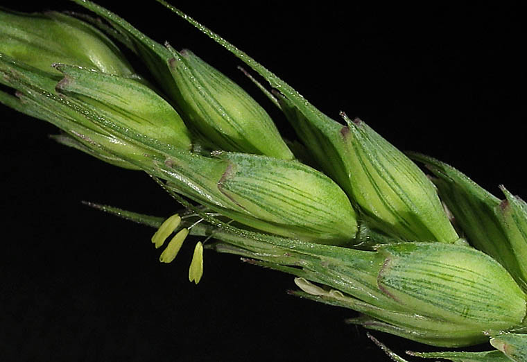 Detailed Picture 2 of Triticum aestivum