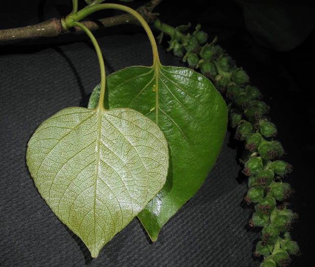 Detailed Picture 8 of Populus trichocarpa