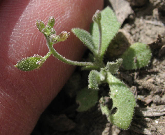 Detailed Picture 6 of Draba cuneifolia