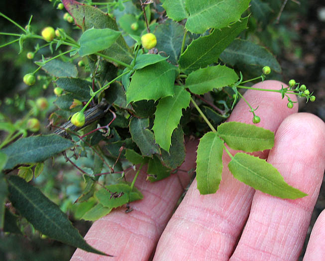 Detailed Picture 4 of Berberis nevinii