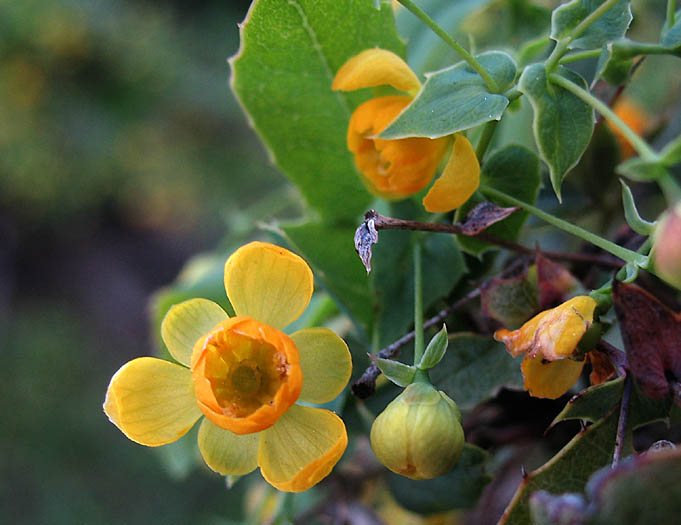 Detailed Picture 2 of Berberis nevinii