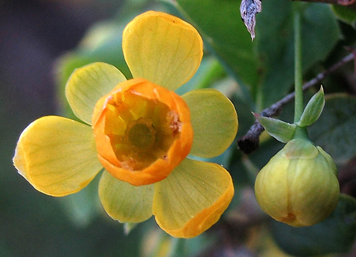 Detailed Picture 1 of Berberis nevinii