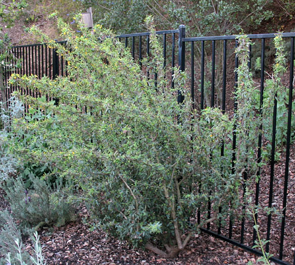 Detailed Picture 5 of Berberis nevinii