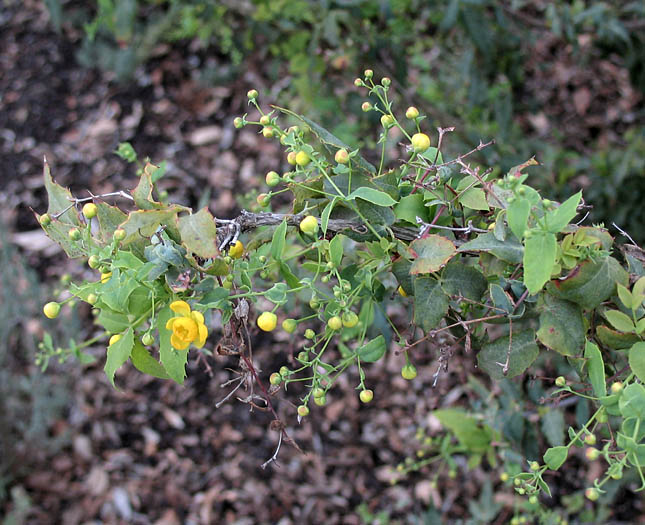 Detailed Picture 3 of Berberis nevinii