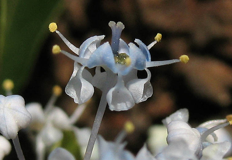 Detailed Picture 2 of Ceanothus spinosus