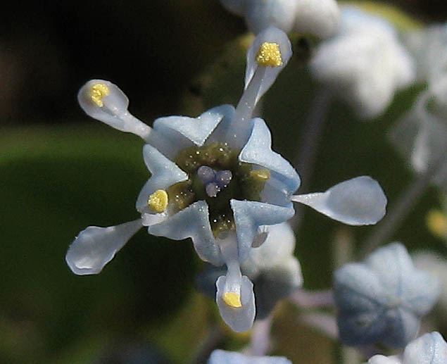 Detailed Picture 1 of Ceanothus spinosus