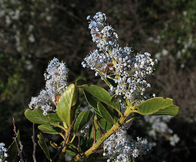 Detailed Picture 3 of Ceanothus spinosus