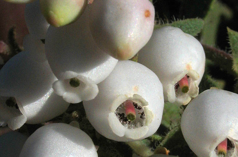 Detailed Picture 3 of Arctostaphylos glandulosa