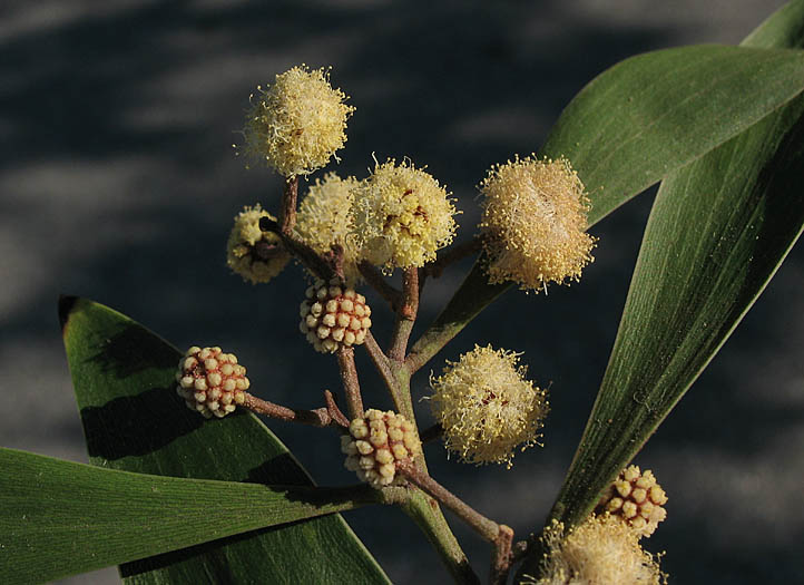 Detailed Picture 3 of Acacia melanoxylon