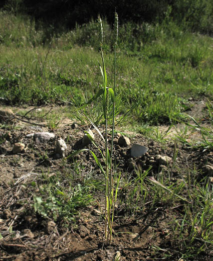 Detailed Picture 3 of Triticum aestivum