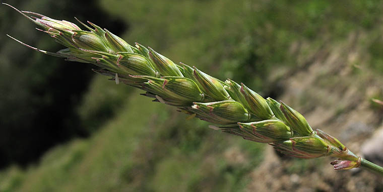 Detailed Picture 1 of Triticum aestivum