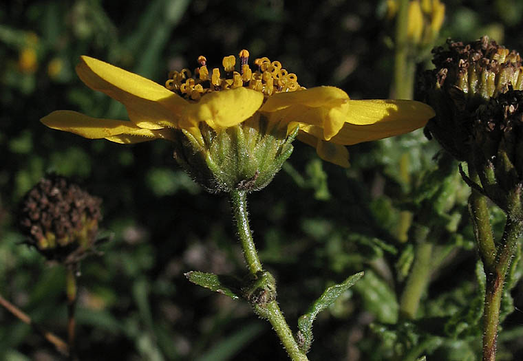 Detailed Picture 3 of Bahiopsis laciniata