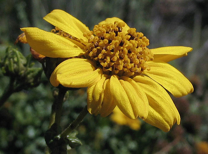 Detailed Picture 2 of Bahiopsis laciniata