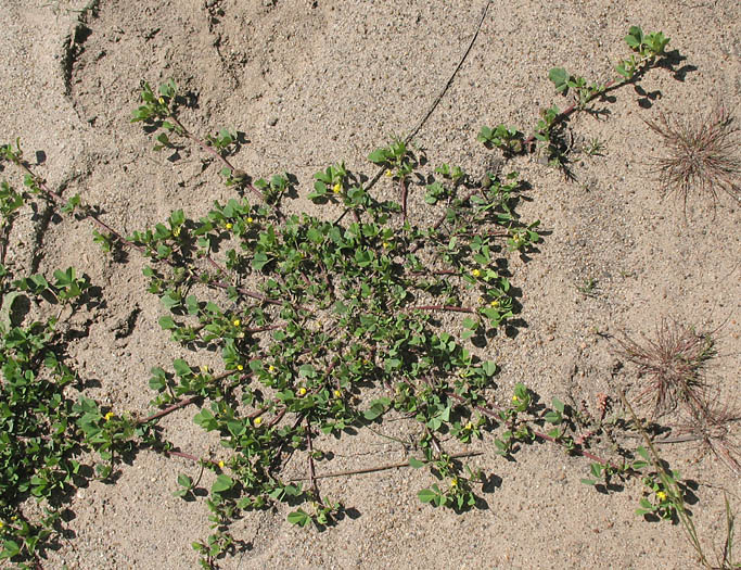 Detailed Picture 3 of Medicago polymorpha