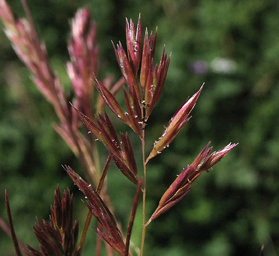 Detailed Picture 1 of Schismus arabicus