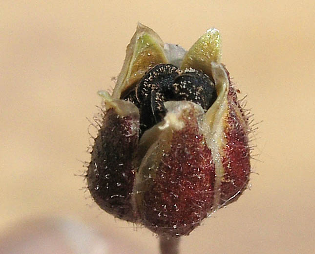 Detailed Picture 5 of Spergula arvensis