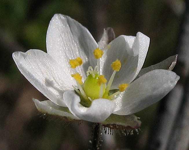 Detailed Picture 2 of Spergula arvensis